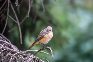 The common redstart female, Phoenicurus phoenicurus, is photographed in close-up sitting on a branch against a blurred background.