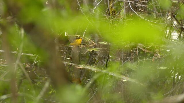 A wild male yellow warbler, setophaga petechia spotted perching on twig in swampy mangrove environment, spread its wings and fly away, selective focus wildlife shot.