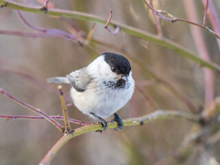 Cute bird the willow tit, song bird sitting on a branch without leaves in the winter.