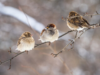 Three Sparrows sits on a branch without leaves.