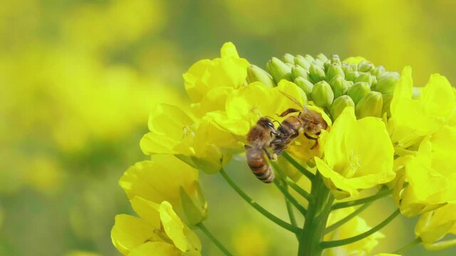 bee on yellow flower