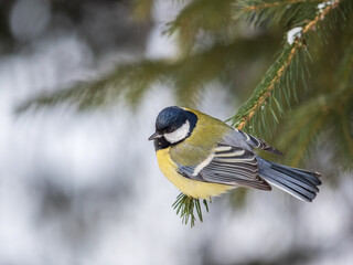 Cute bird Great tit, songbird sitting on the fir branch