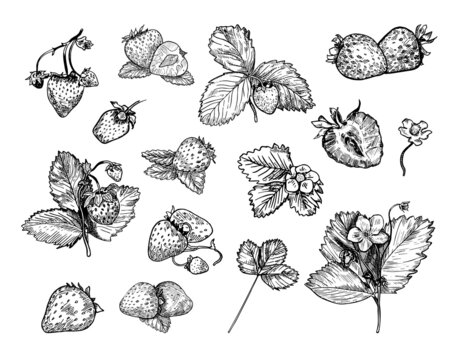 Set of monochrome vector illustrations of strawberry in sketch style. Collection of hand drawings in art ink style. Black and white graphics.