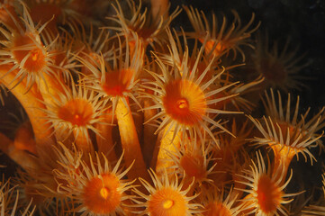 colonia di margherite di mare, Parazoanthus axinellae