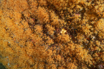 colonia di margherite di mare, Parazoanthus axinellae