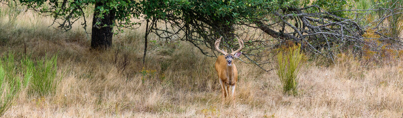 Deer with a funny expression in an abandoned apple orchard with tall dry grasses
