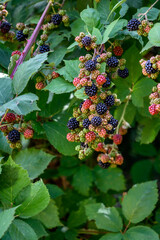 Blackberries growing in a park in various stages of ripeness, summer fruit ready to harvest
