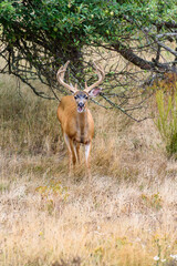 Deer with a funny expression in an abandoned apple orchard with tall dry grasses
