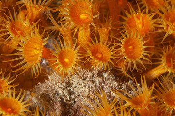 colonia di margherite di mare, Parazoanthus axinellae,