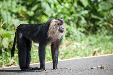 Lion tailed macaque monkey road crossing animal road crossing endangered species road crossing