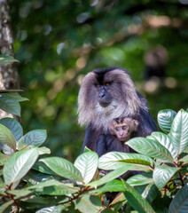 Lion tailed macaque monkey with baby monkey middle of the jungle © SivaG