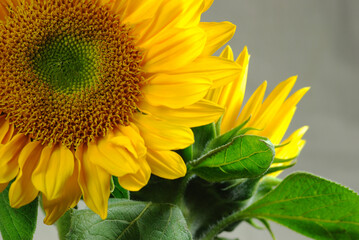 Yellow Sunflowers with Pale Background