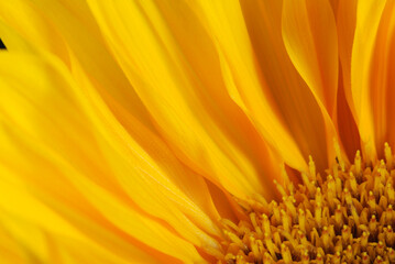 Sunflower Macro