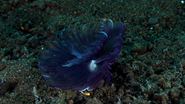Christmas tree worm, living on the seabed. Underwater macro world of Tulamben, Bali, Indonesia.