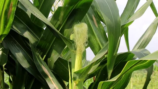 Baby corn growing on the tree