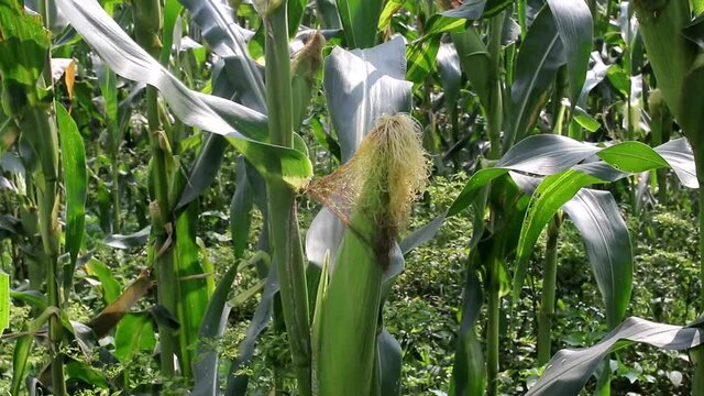 Baby corn growing on the tree