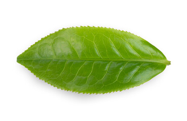 Fototapeta na wymiar Green tea leaves isolated on white background