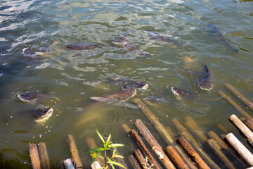 Catfish are eating pellets floating in the water.