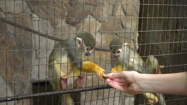 Saimiri monkeys in a cage eat from the hands of zoo visitors. tropical animals in captivity. Wild animals in a zoo. Common squirrel monkey