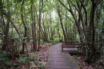 a bench in a deep forest