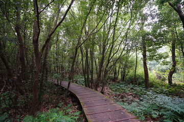 a wonderful boardwalk through autumn forest