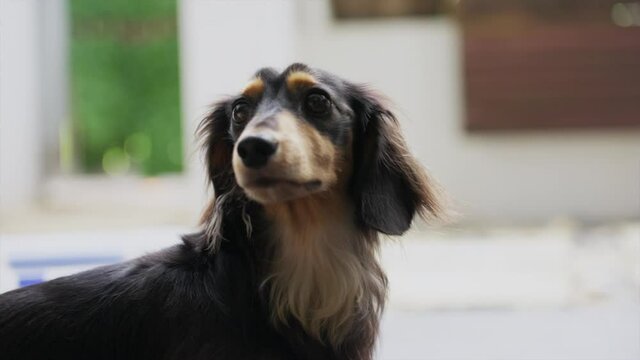 Slow motion shot of miniature long haired dachshund turning it's head to look around