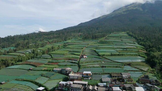 Sukomakmur village vegetable garden on the slopes of Mount Sumbing, aerial view
