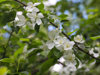 white apple tree blossoms on green blue background. Spring season, spring colors.