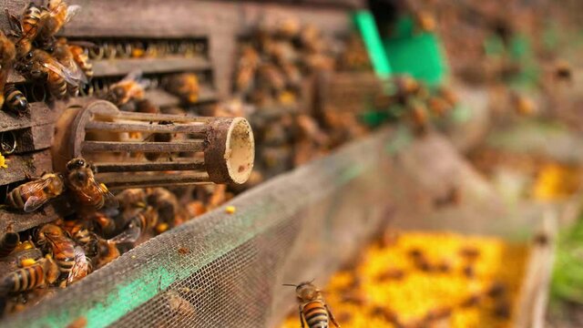Close up of Pollen collection device in apiary honey bee crawled into the hive with a pollen ball through a small hole and the pollen was left outside