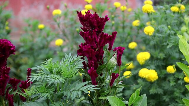 Cockscomb Flowers in the garden