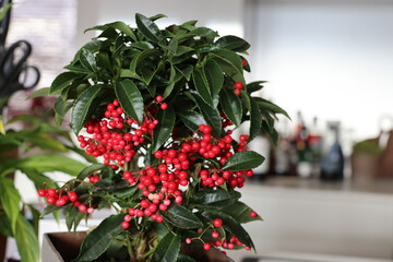 Winter plant Ardisia crenata with red berries