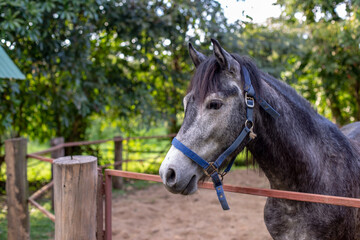 Obraz premium Close up photo of horse