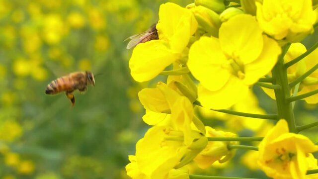slow motion of Insect bees gather nectar on yellow rapeseed flowers honey bee busy in oilseed field works hard to collect the pollen honey at spring sunny morning