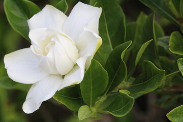 Gardenia - Side View