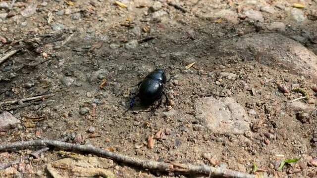 black beetle looking around on the ground
