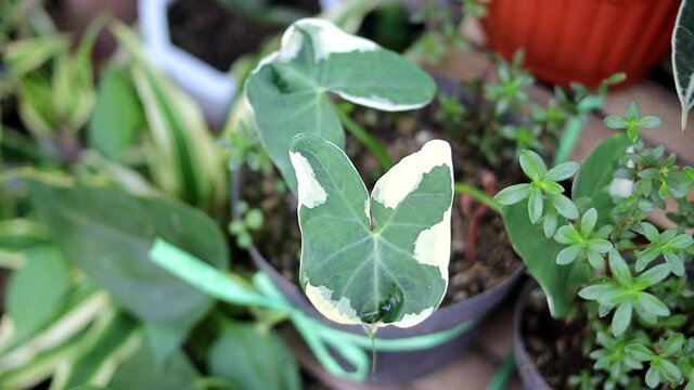 Caladium Mickey Mouse (Xanthosoma albomarginata), Also known as taro mice, Mouse Cup, Pocket Plant, or mighty mouse plant on black pot in the garden. Variegated taro leaves with green and white colors