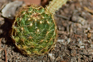 Naklejka na ściany i meble Pequeño cactus 