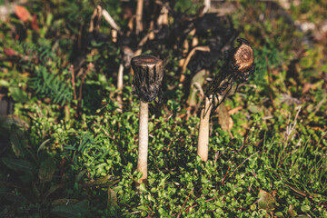 two old rotten mushrooms in grass