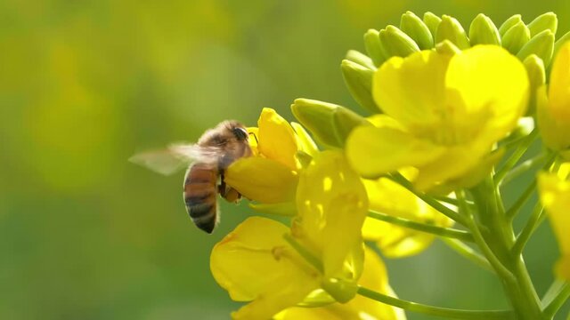 Slow motion Insect bees gather nectar on rapeseed flowers honey bee busy in oilseed field works hard to collect the pollen honey at spring sunny day