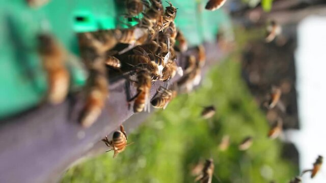 vertical video slow motion of large swarm of bees crawling outside the hive, the bees flying back to the hive with pollen in sunny Spring field bee farm