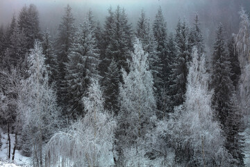 snow covered trees in winter