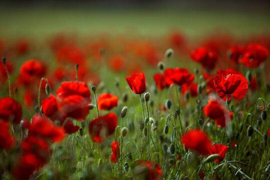 Summer Poppy Meadow © Nailia Schwarz