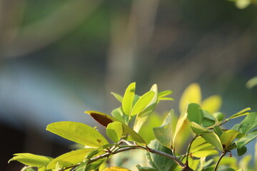 Cynometra cauliflora leaves. Naminan (නමිනං) / Nan-nan (නං-නං)