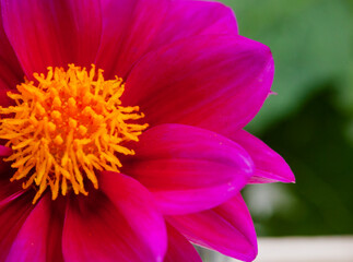 Selective focus macro shot of dahlia flower