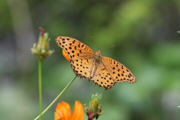 "The Marbled Fritillary" butterfly flying seen in Japanese mountain side