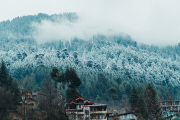 Pine trees on the top of the mountain covered by snow after snowfall in Manali, Himachal Pradesh, India