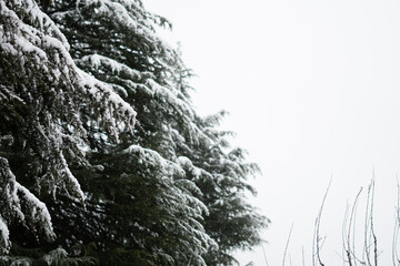 View of the Pine trees in the forest covered  by snow during the snowfall in winter at Manali in Himachal Pradesh, India. Snowfall in the forest during the winter.