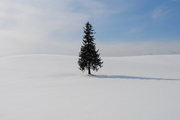 Japan, winter, Hokkaido, Biei, tree / 일본 겨울 훗카이도 (북해도) 비에이 나무 