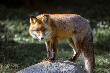 Naklejka na ściany i meble Red iberian fox resting on a stone on a wildlife reserve