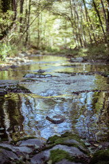 Naklejka premium Flowing creek on a green forest autumn landscape